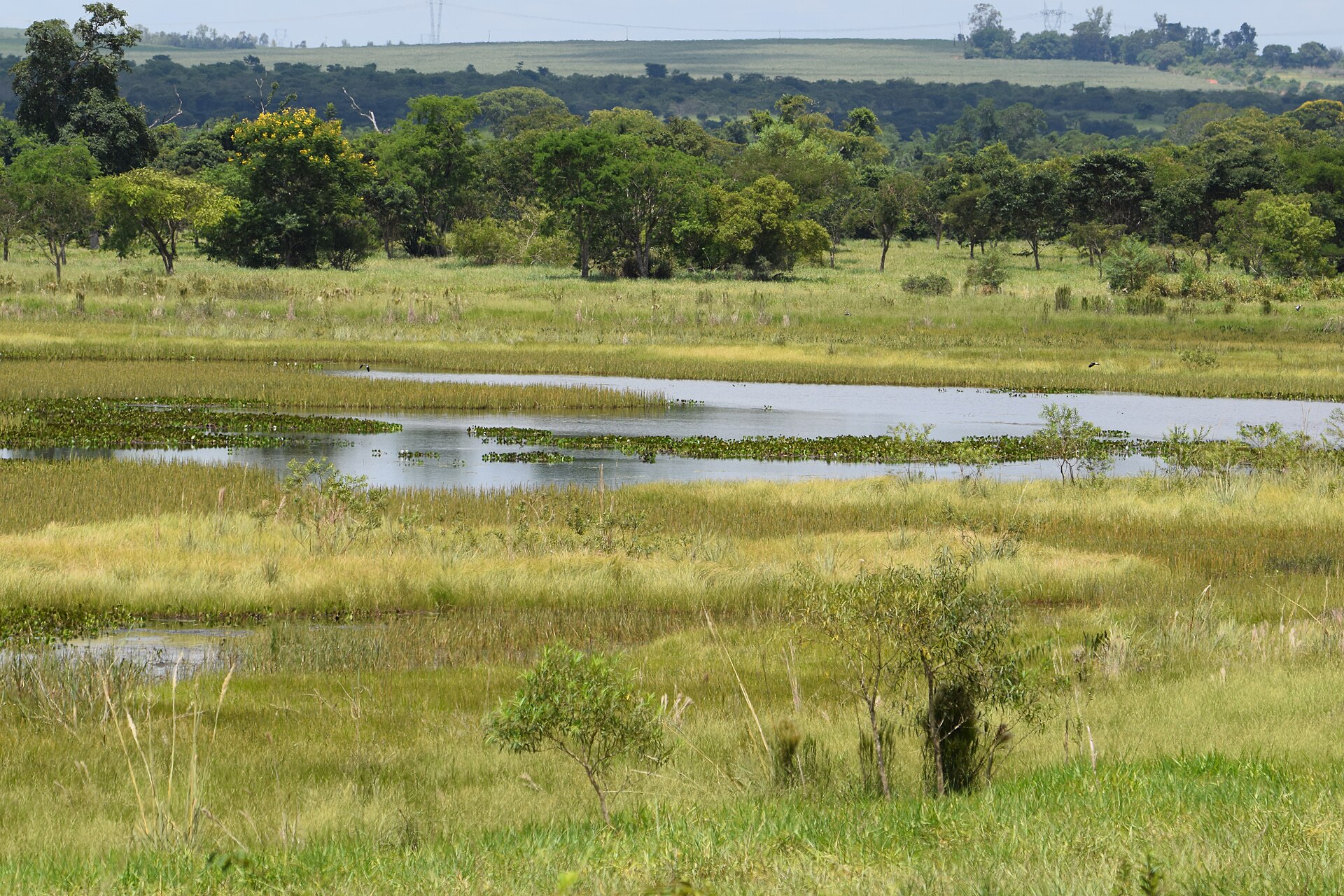 Imagem de referência de Parque Estadual do Rio do Peixe, descrito nos dados abertos como parque Estadual do Rio Peixe de nível Estadual, localizado (a) em Dracena (SP), Ouro Verde (SP), Piquerobi (SP), Presidente Venceslau (SP)