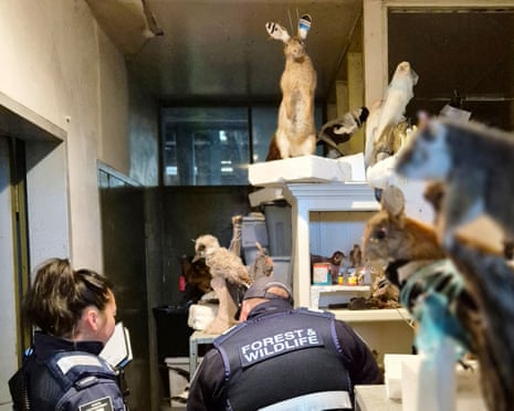 A man has been convicted and fined $10,000 after the discovery of hundreds of taxidermied and frozen native animals at a property in Kyneton.