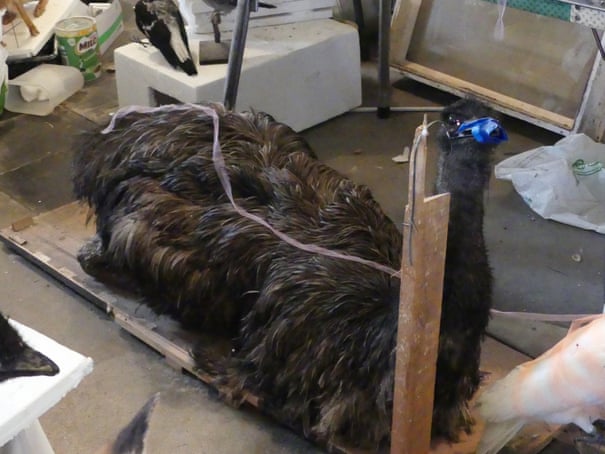 Homem é multado após 700 animais nativos congelados e taxidermizados serem encontrados em propriedade na Vitória