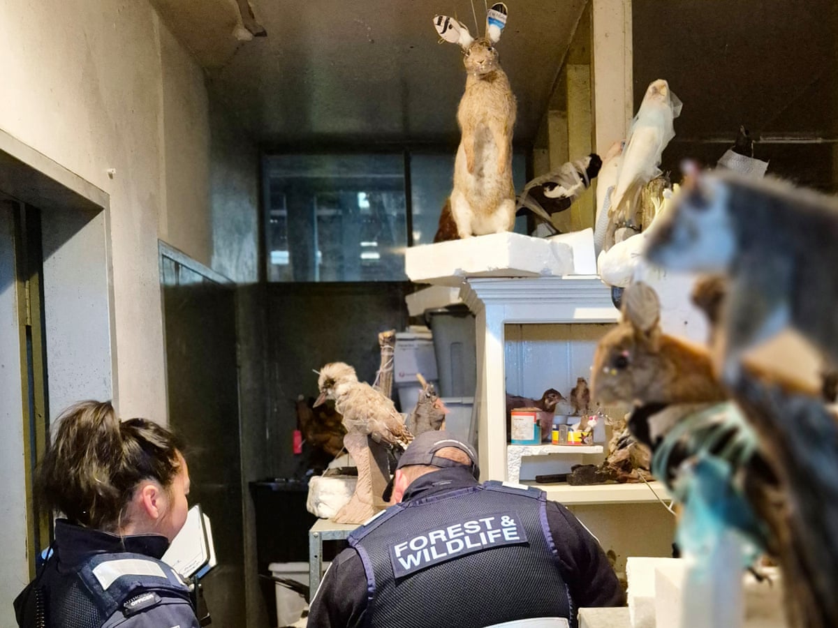 Homem é multado após 700 animais nativos congelados e taxidermizados serem encontrados em propriedade na Vitória