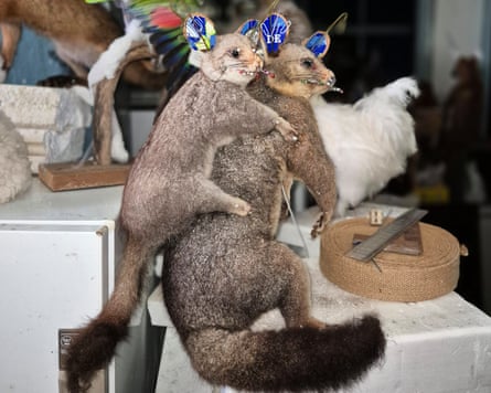Imagem da matéria: Homem é multado após 700 animais nativos congelados e taxidermizados serem encontrados em propriedade na Vitória