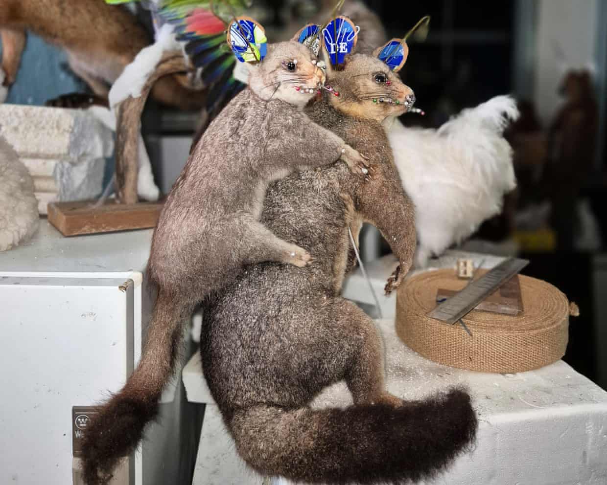 Homem é multado após 700 animais nativos congelados e taxidermizados serem encontrados em propriedade na Vitória