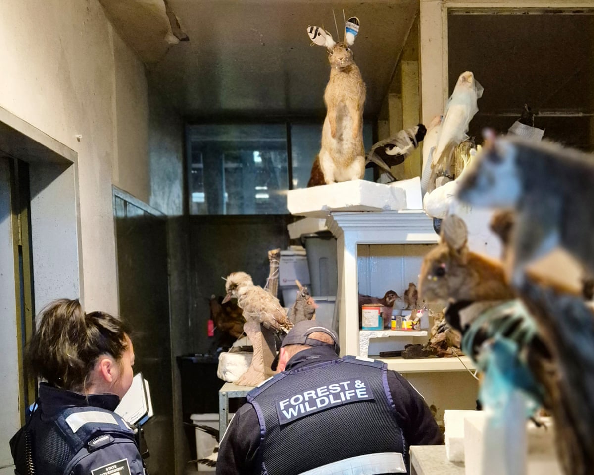 Homem é multado após 700 animais nativos congelados e taxidermizados serem encontrados em propriedade na Vitória