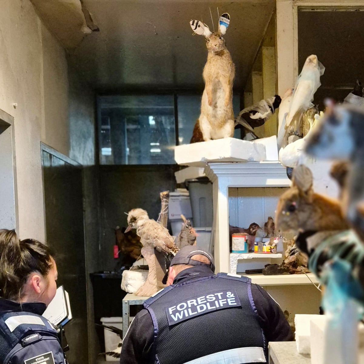 Homem é multado após 700 animais nativos congelados e taxidermizados serem encontrados em propriedade na Vitória