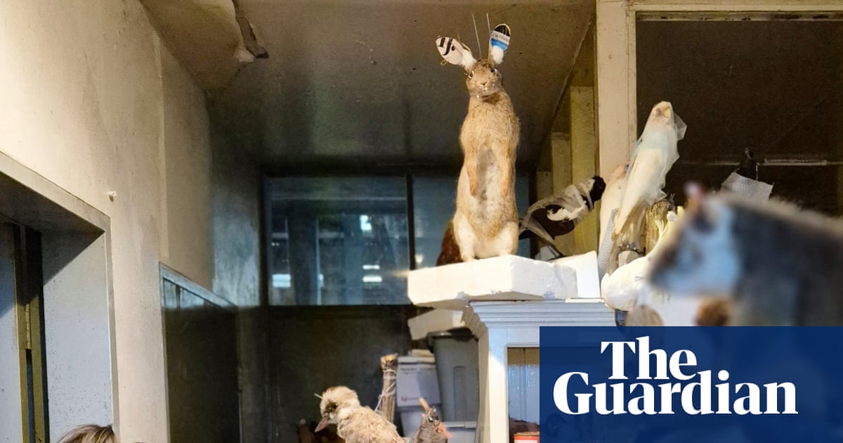 Homem é multado após 700 animais nativos congelados e taxidermizados serem encontrados em propriedade na Vitória